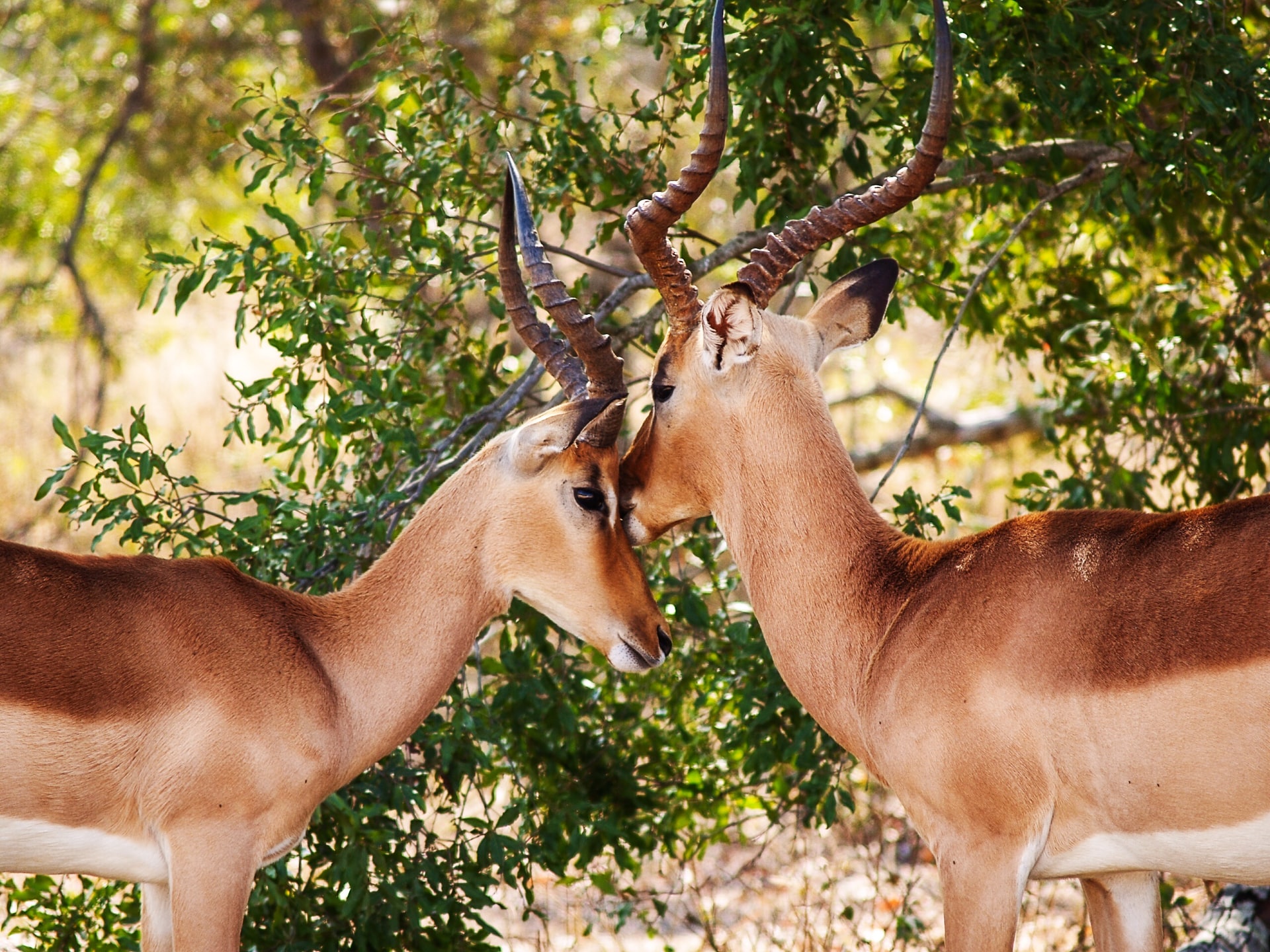 antelopes