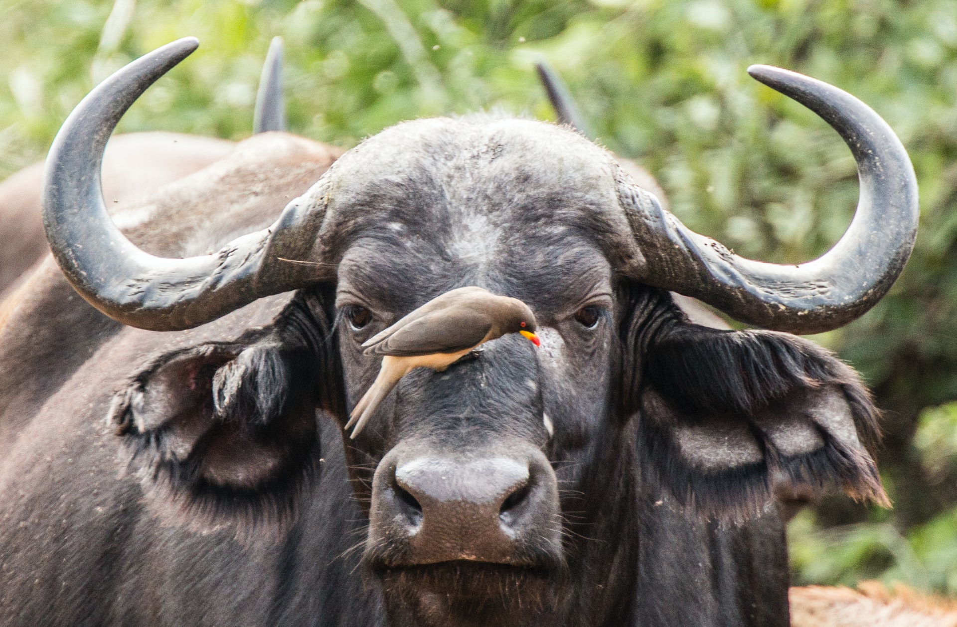 bird on buffalo