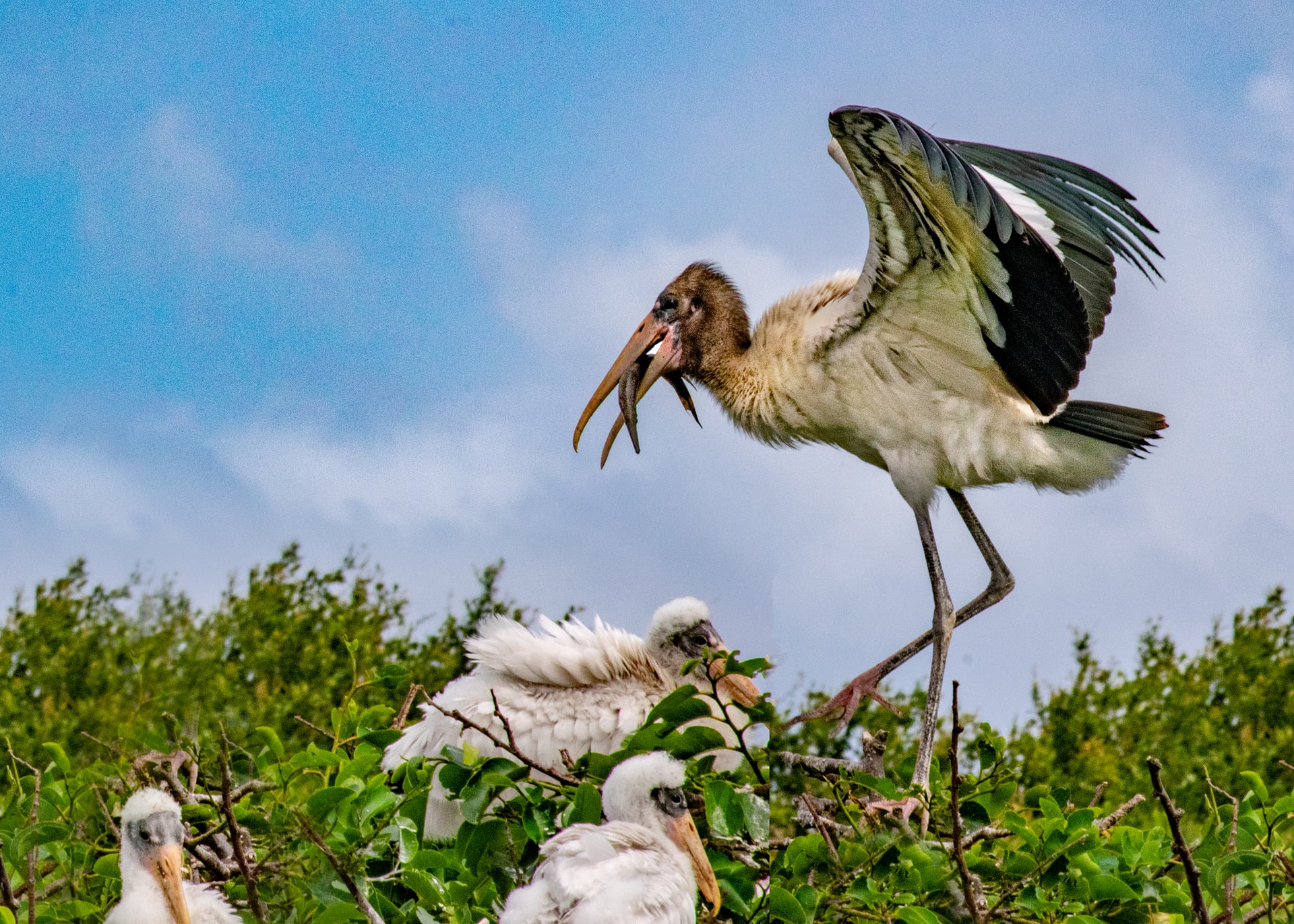 small bird on its nest