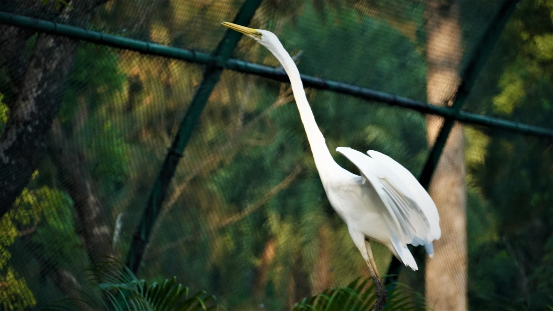 bird on a tree