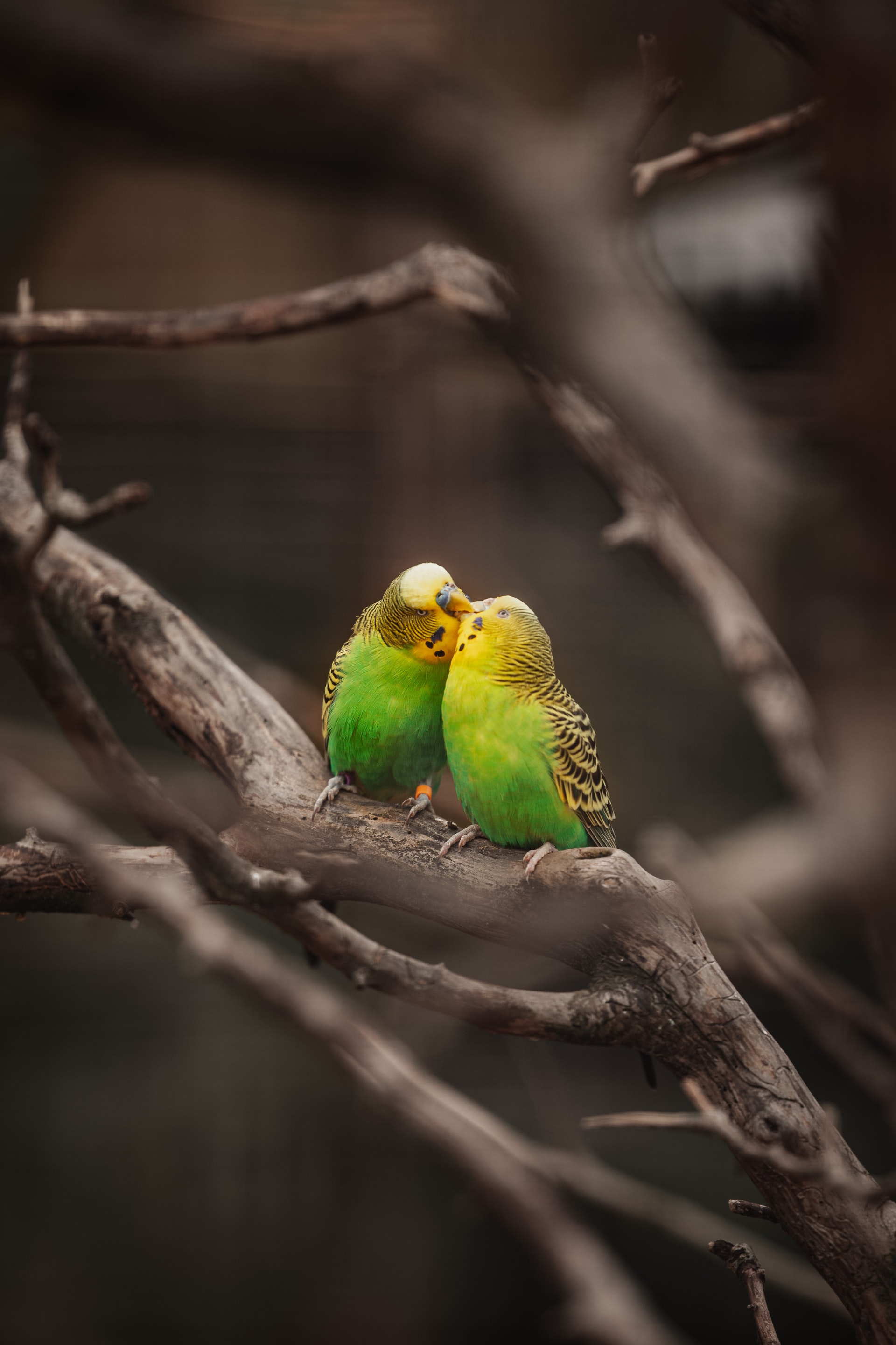 two birds