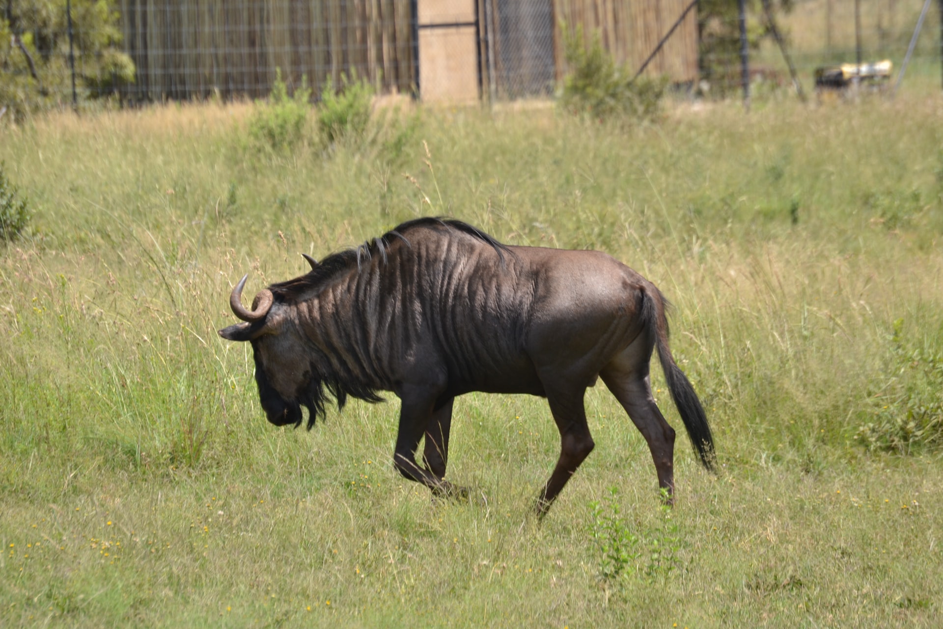  the majestic rhino