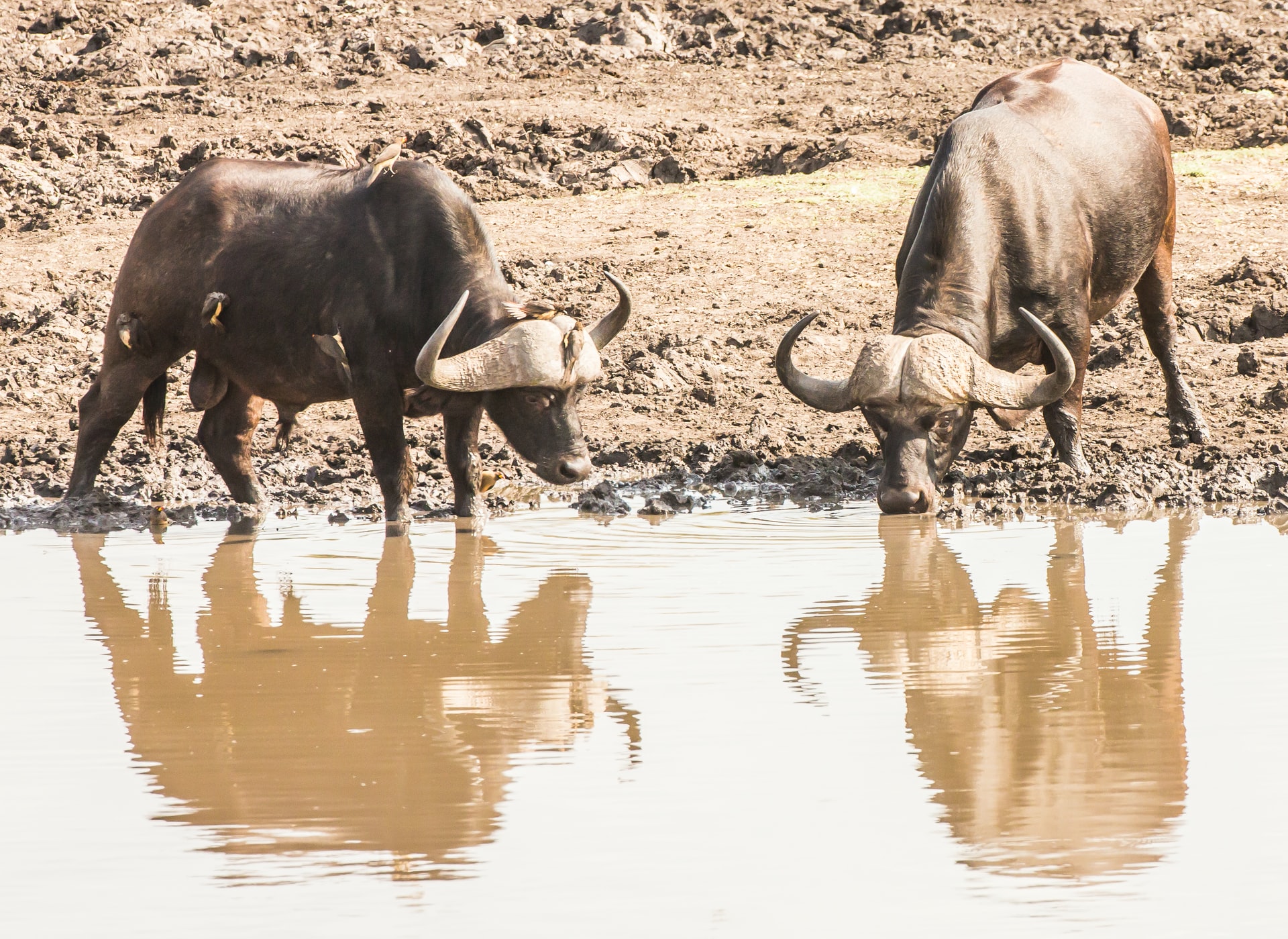 buffalos