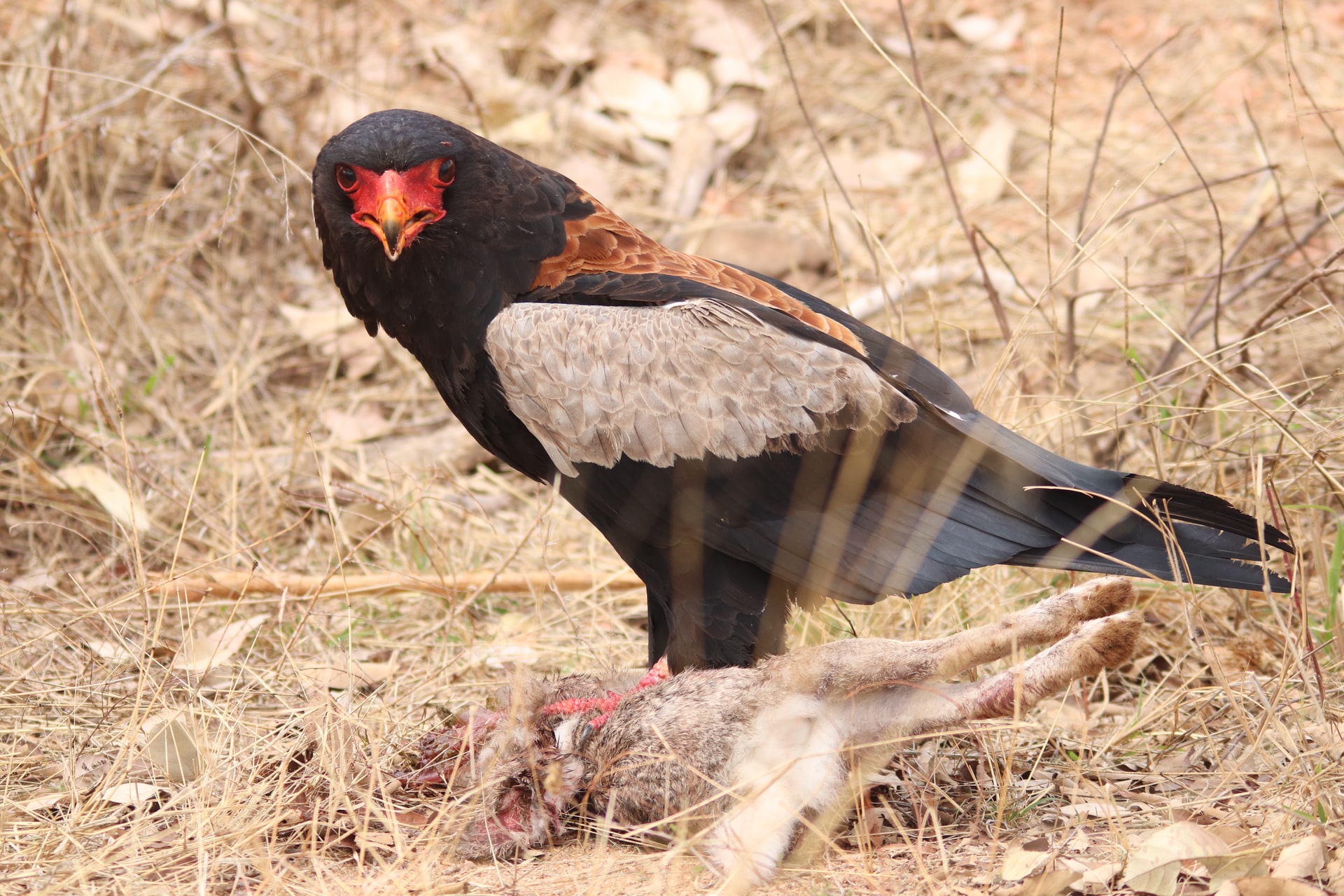 bird eating meat