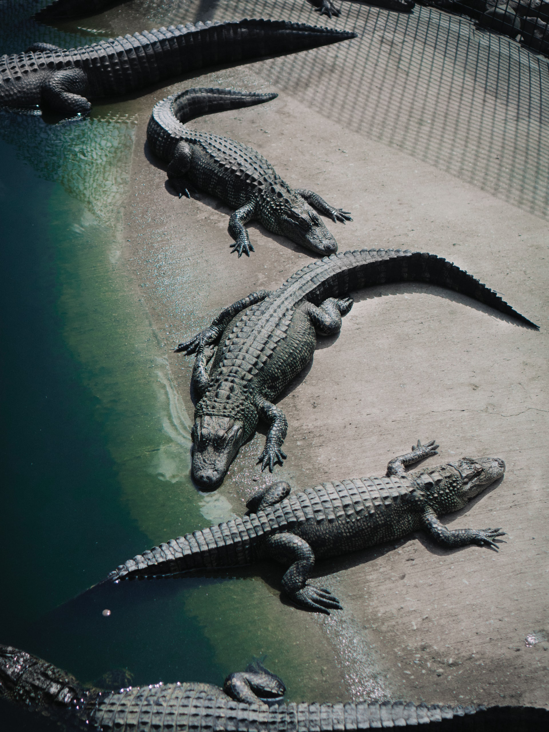 crocodiles