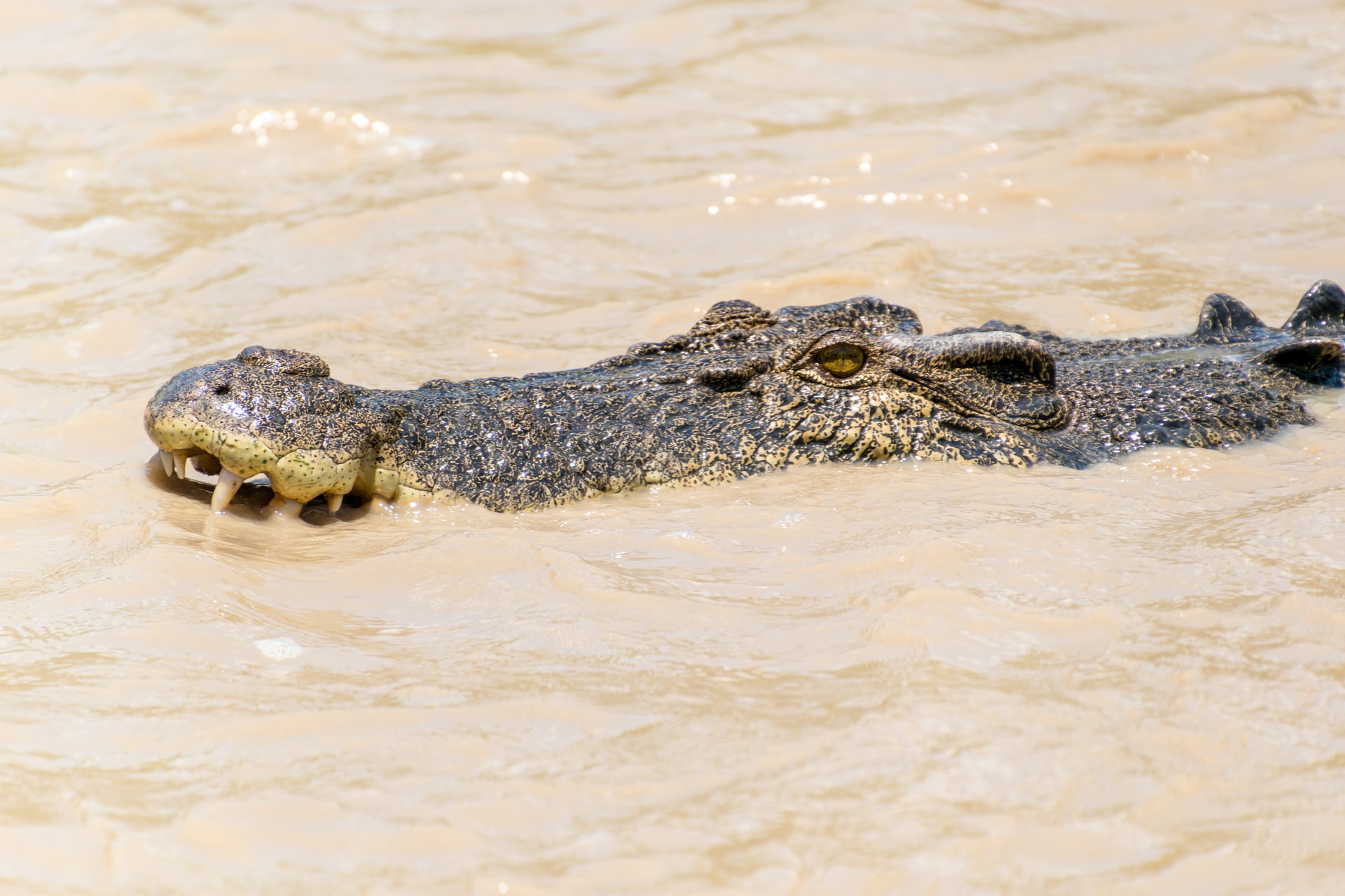 crocodile on the river