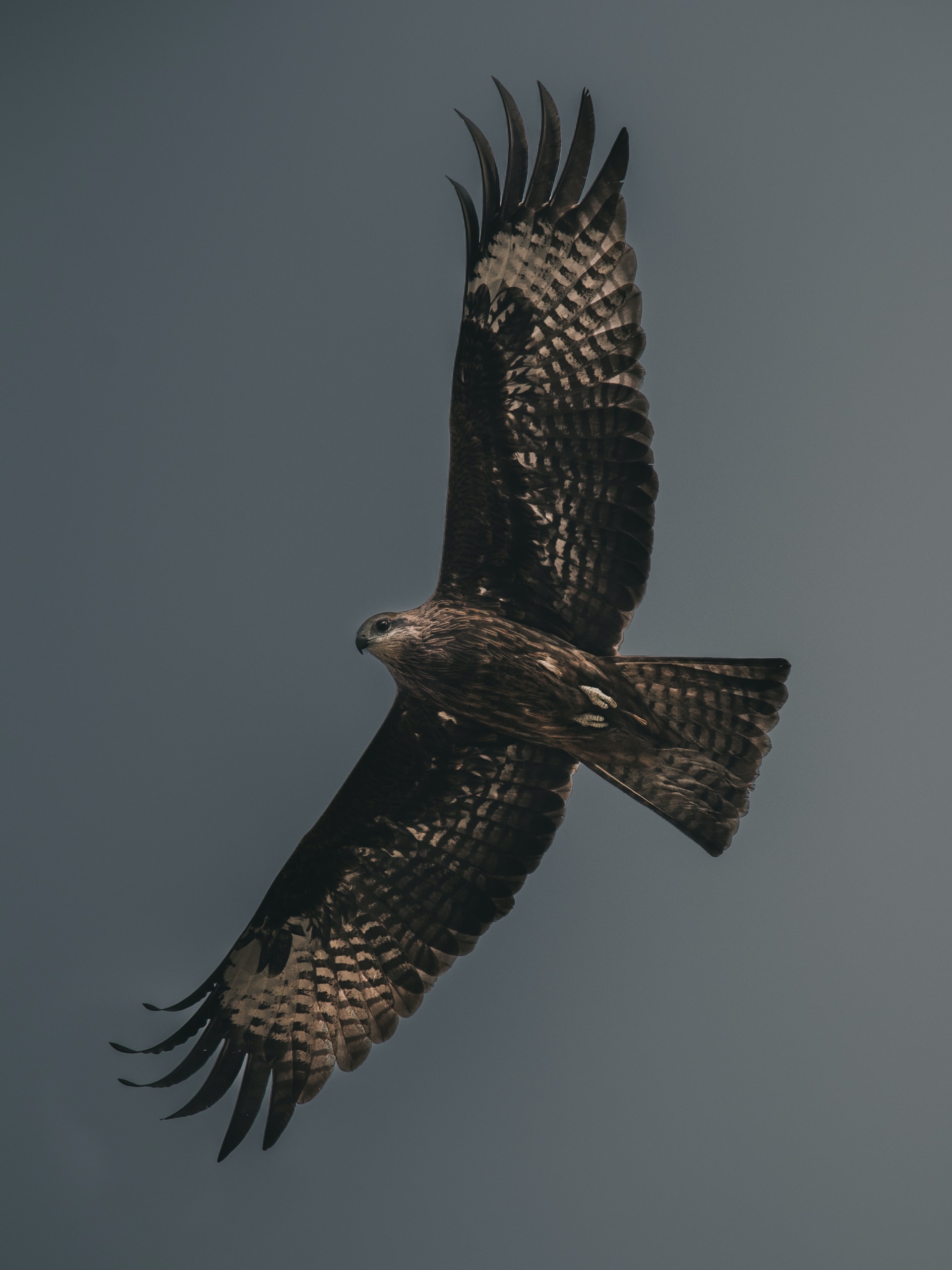 eagle in the sky