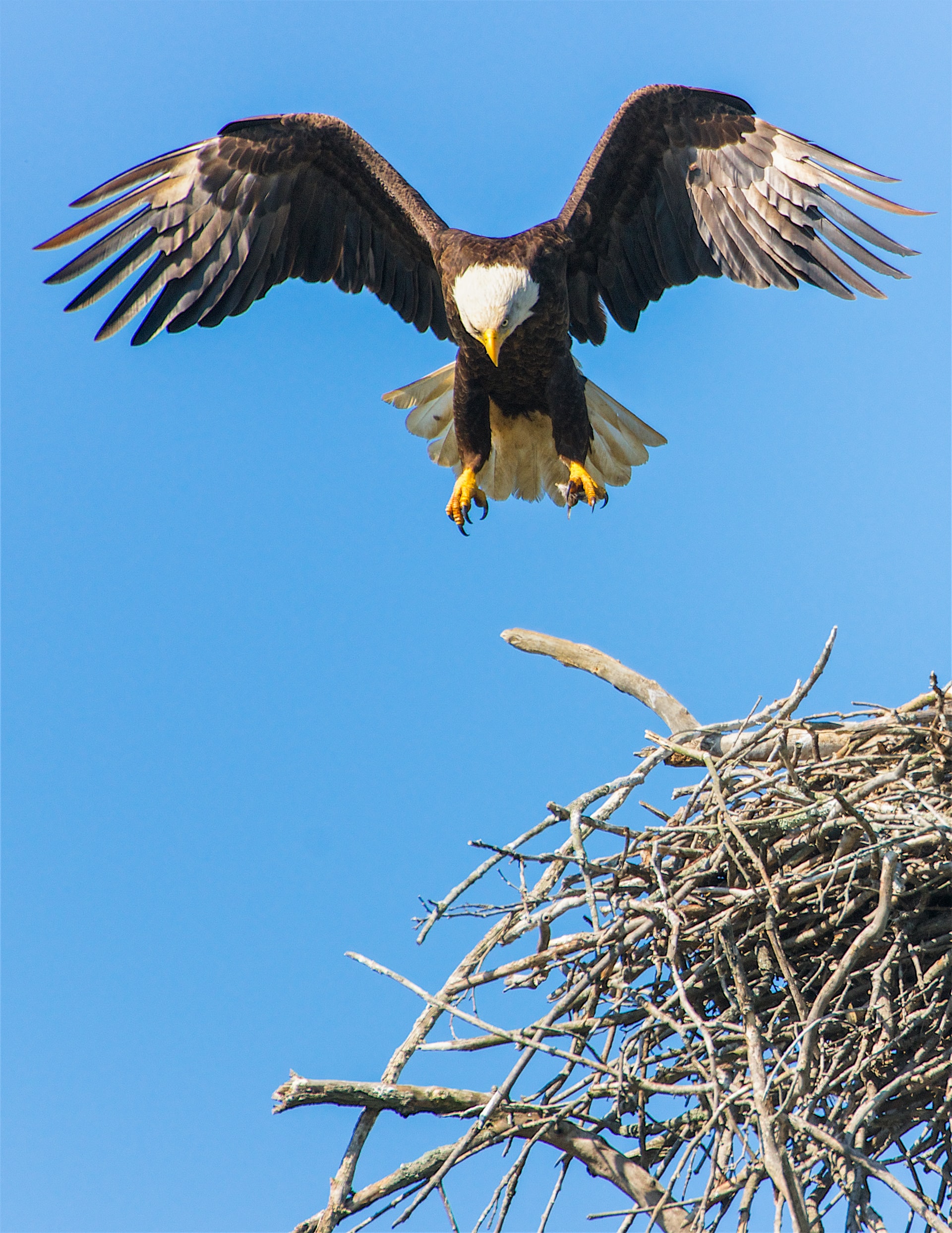 eagle in a nest