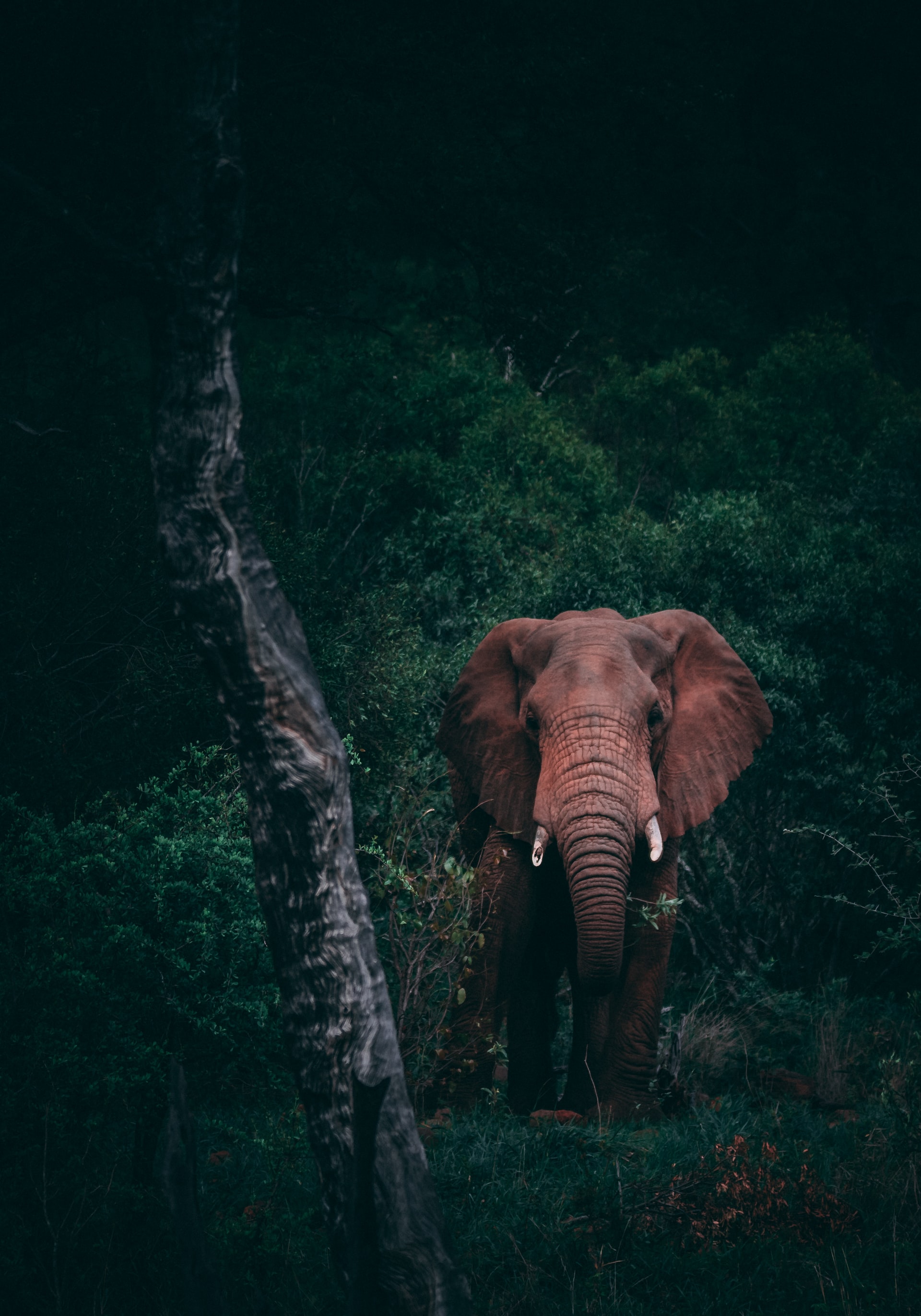 big elephants