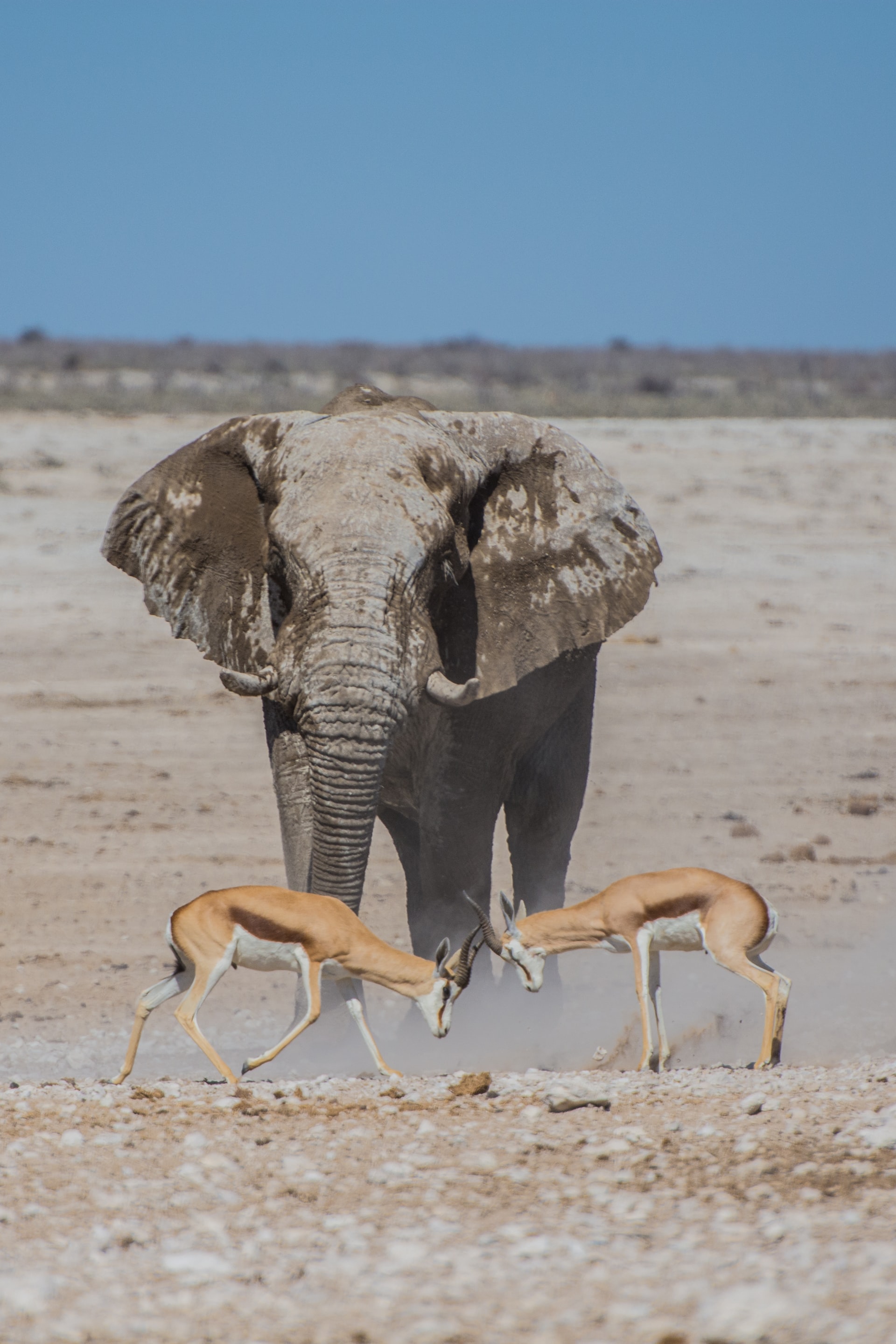 impalas and elephant