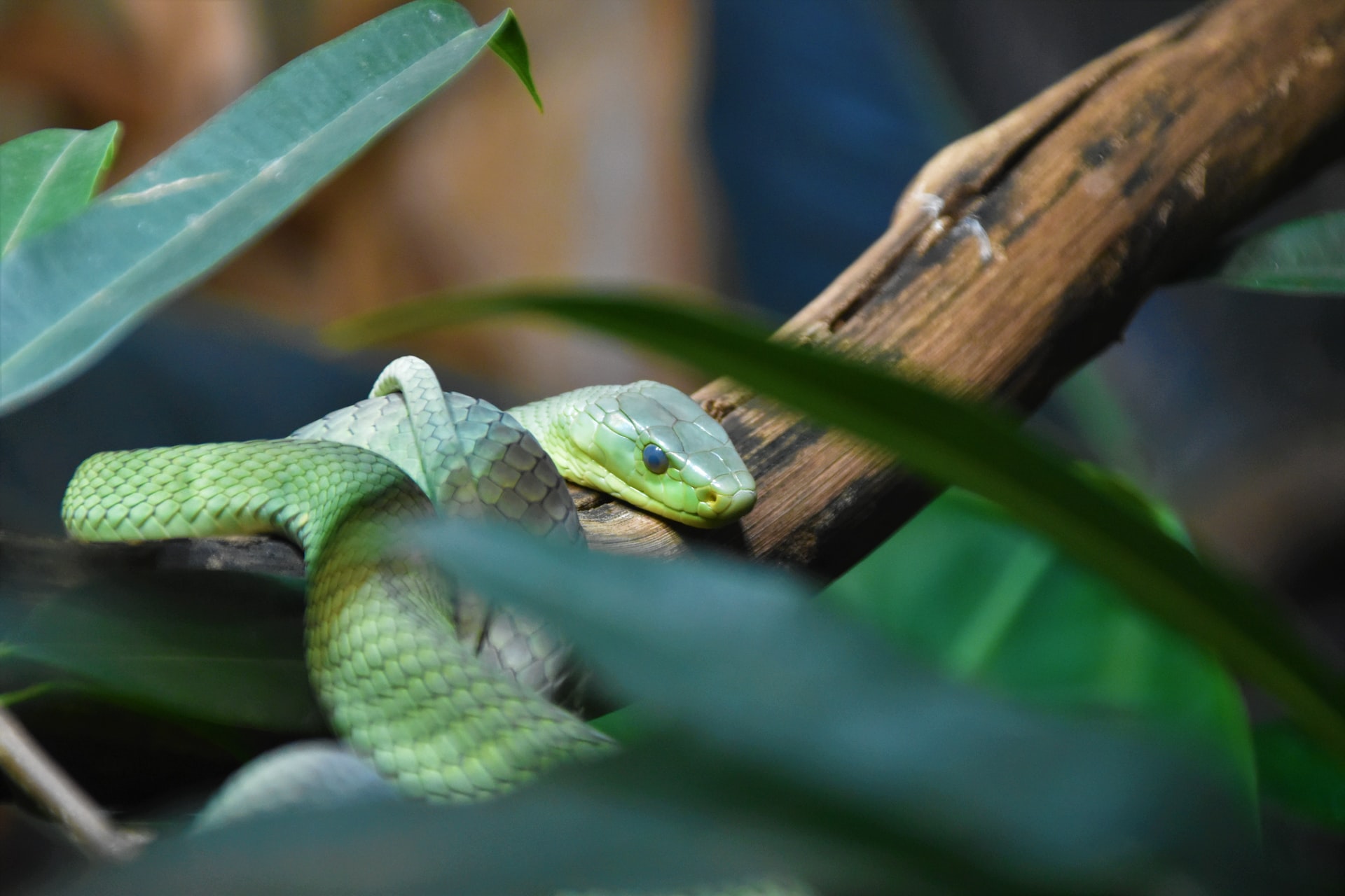 tree snake