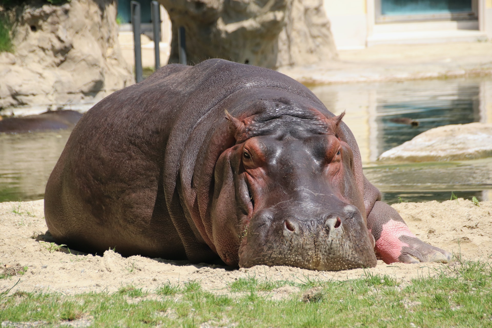 hippo