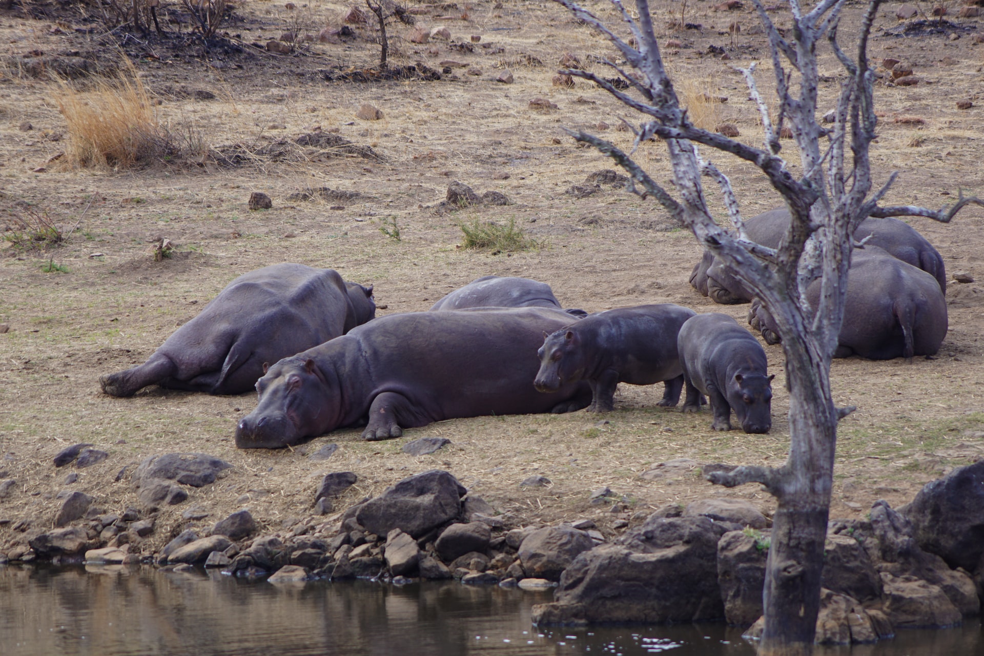 another hippo