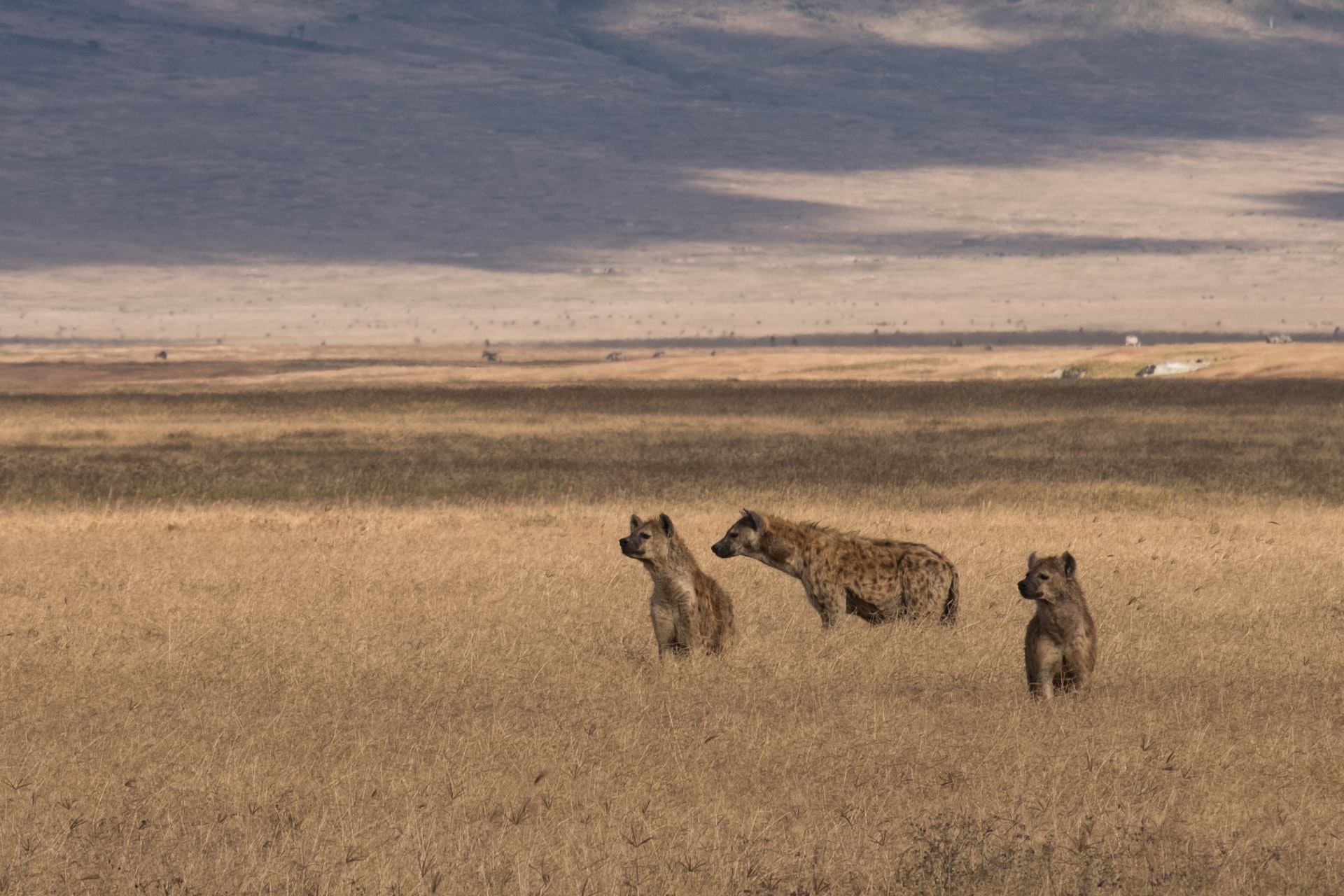 group of hyenas