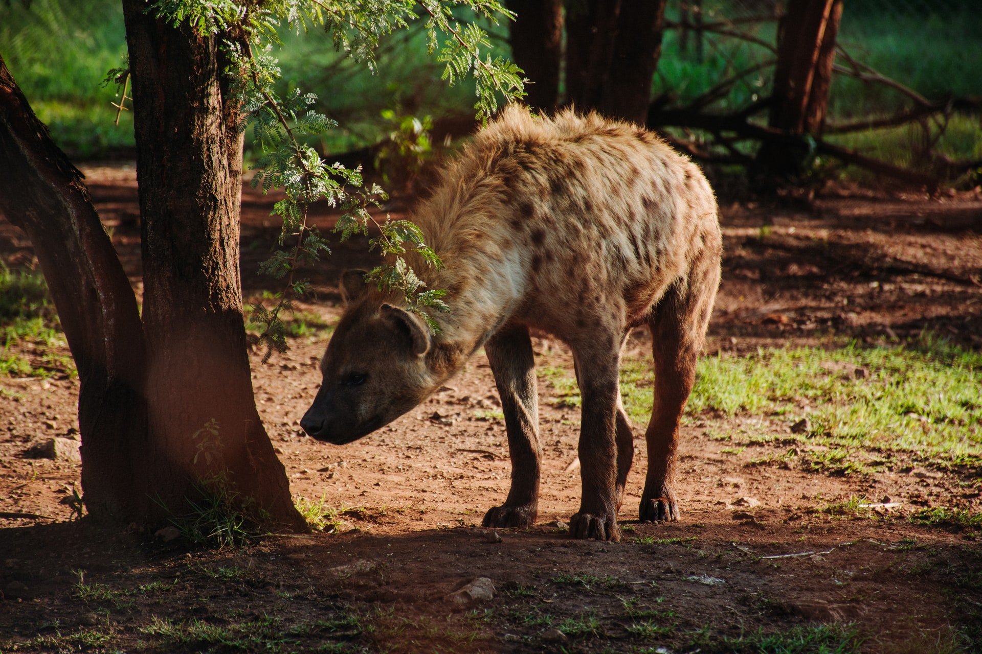hyena hunting