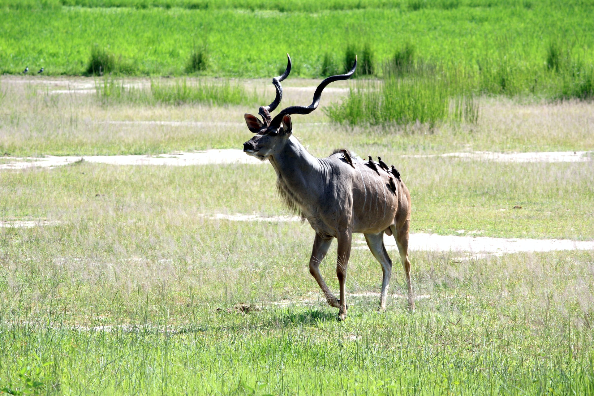 grazing impalas