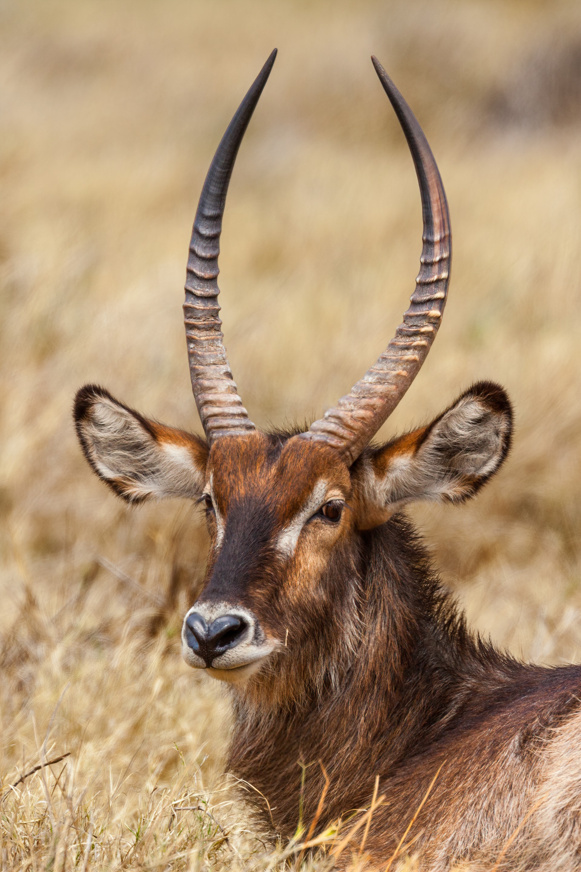 resting impalas