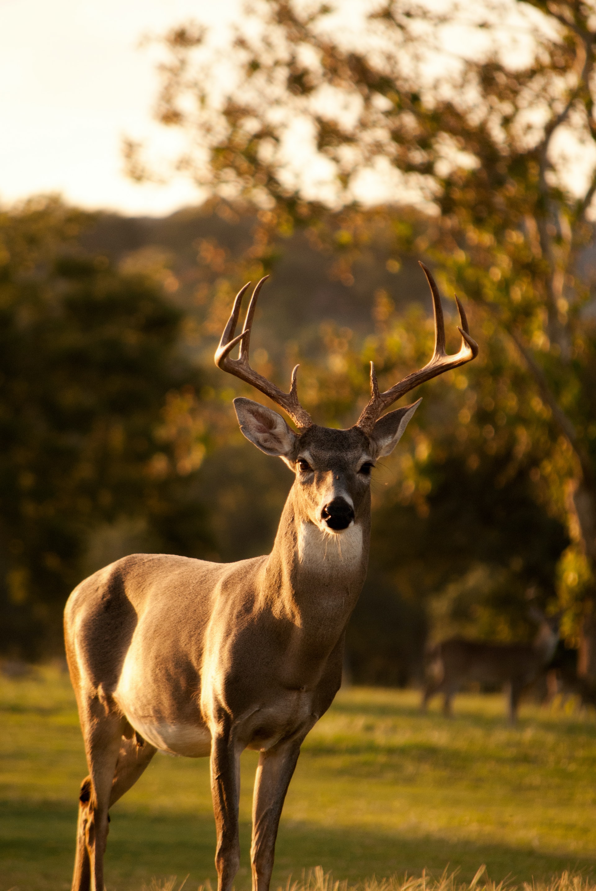 impalas grazing