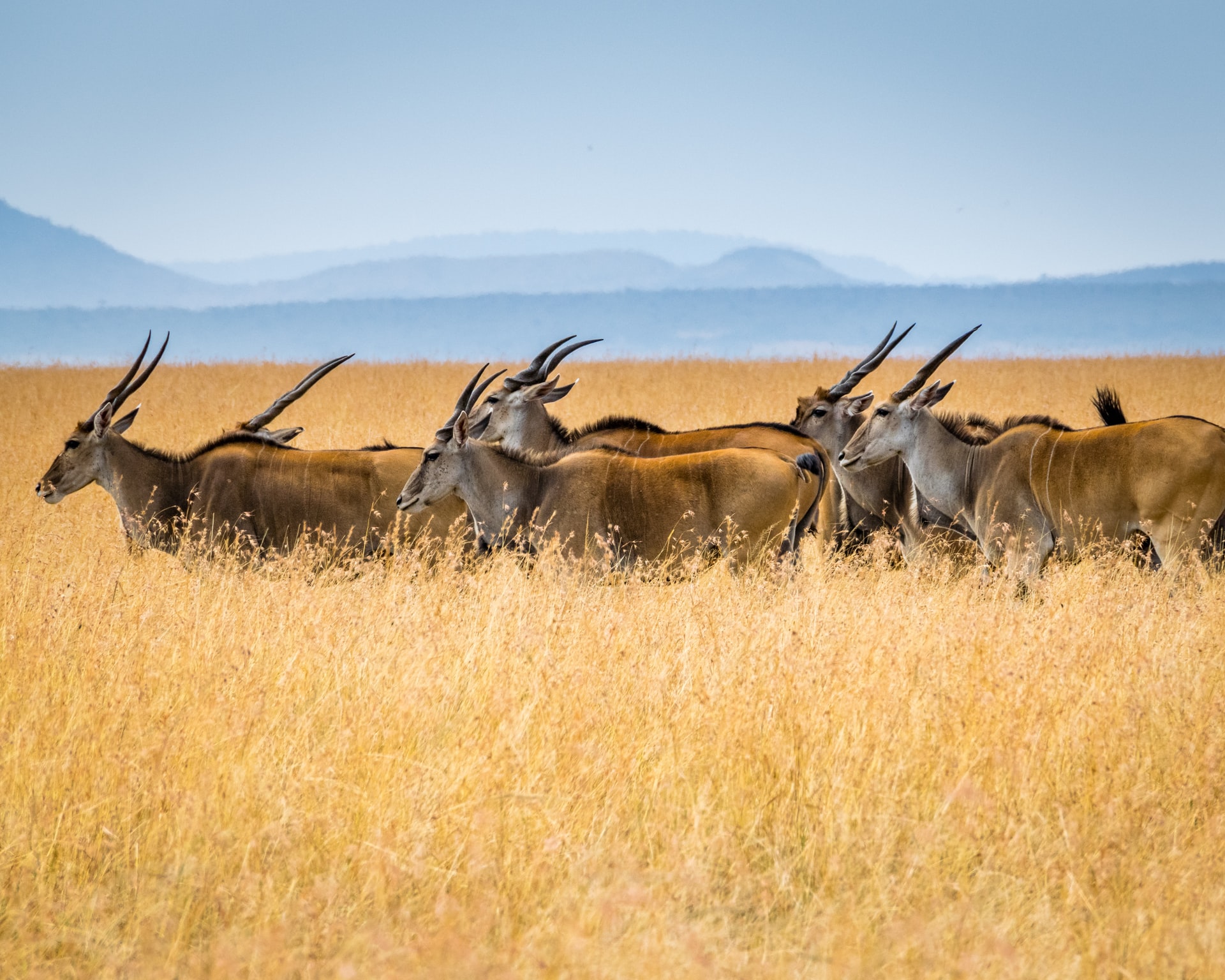 group of imapalas