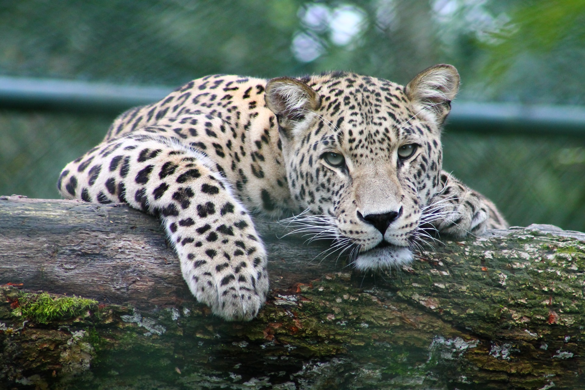 leopard on tree