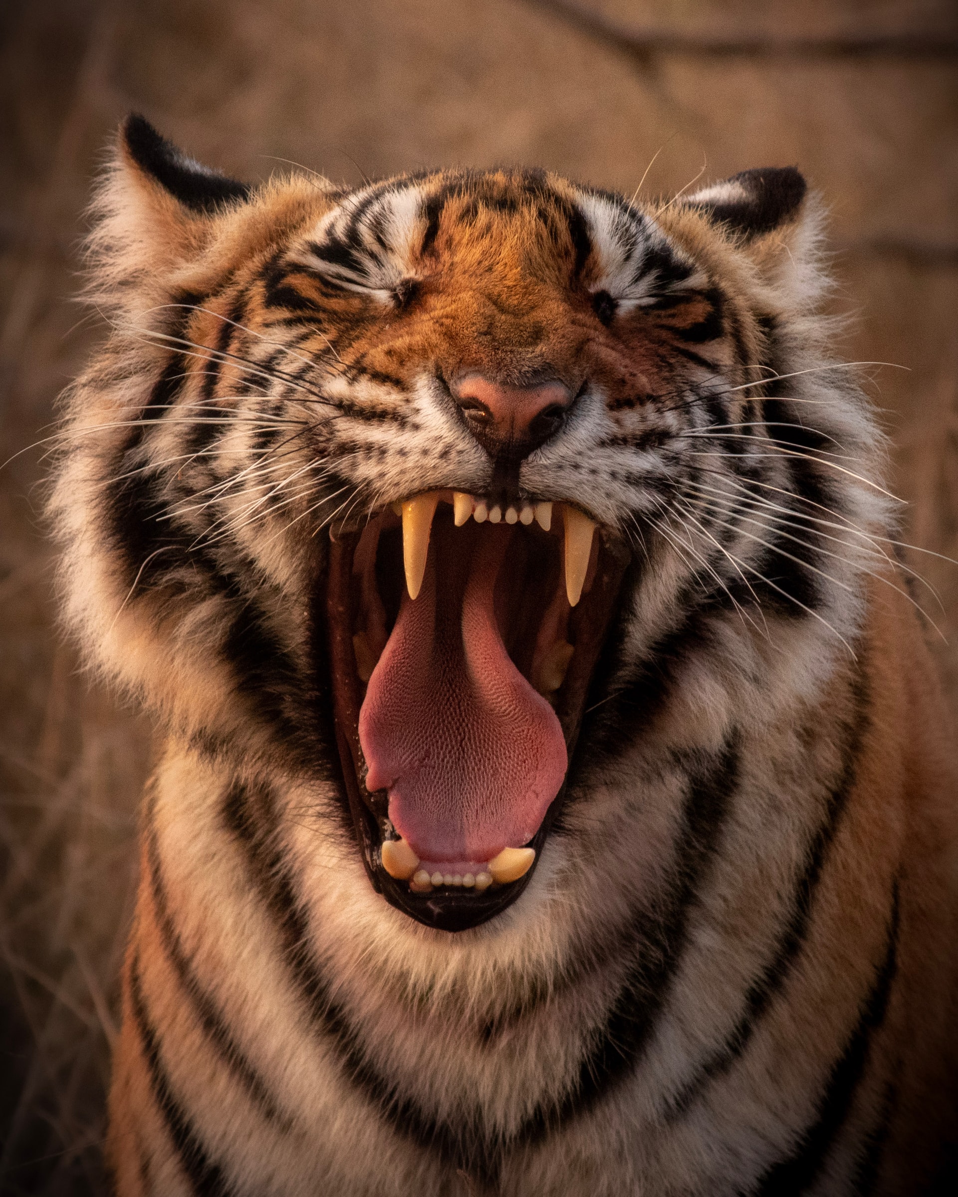 leopard hunting