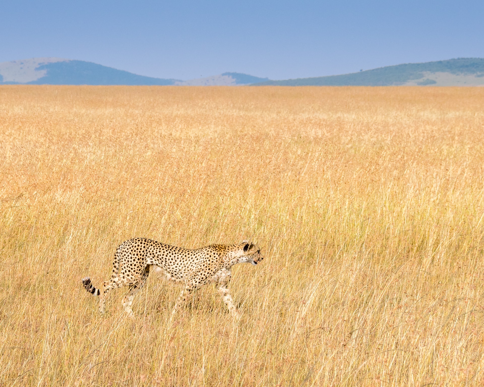 leopard