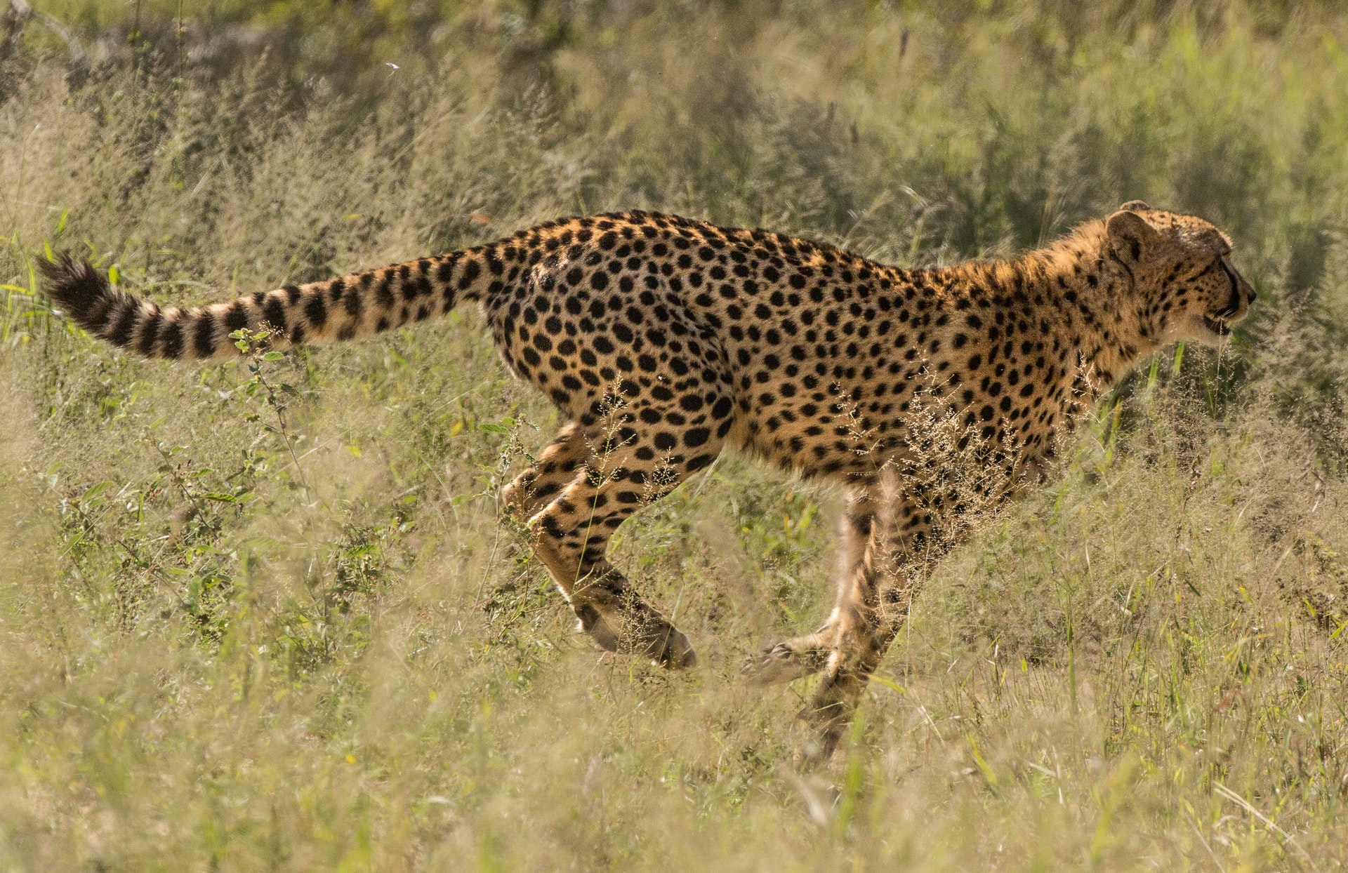 leopard hunting