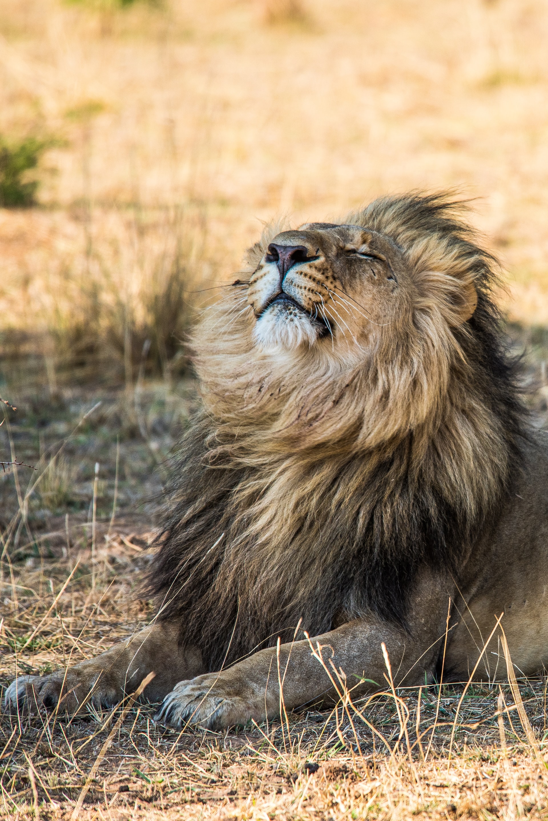 lion hunting
