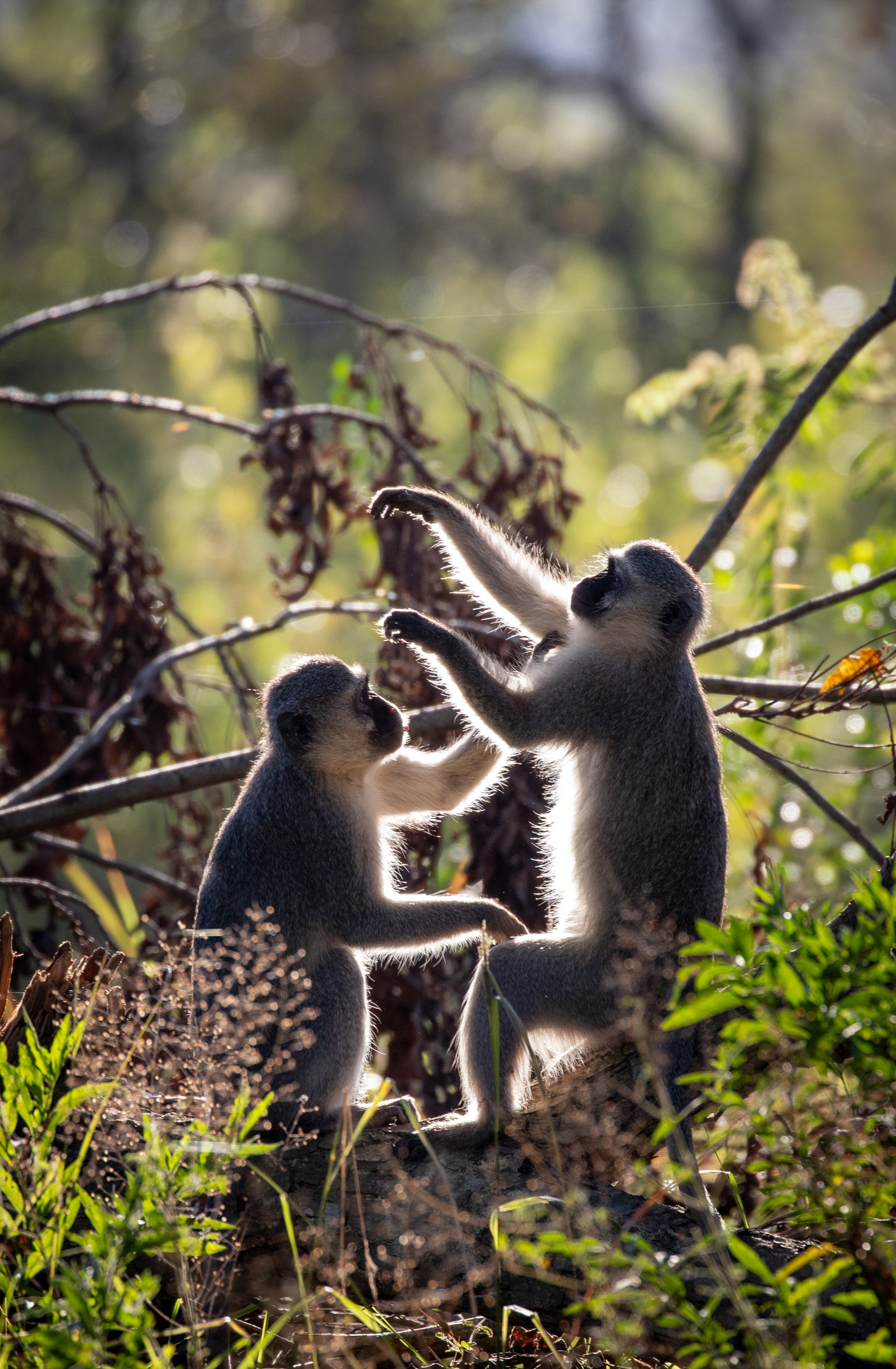 monkey eating