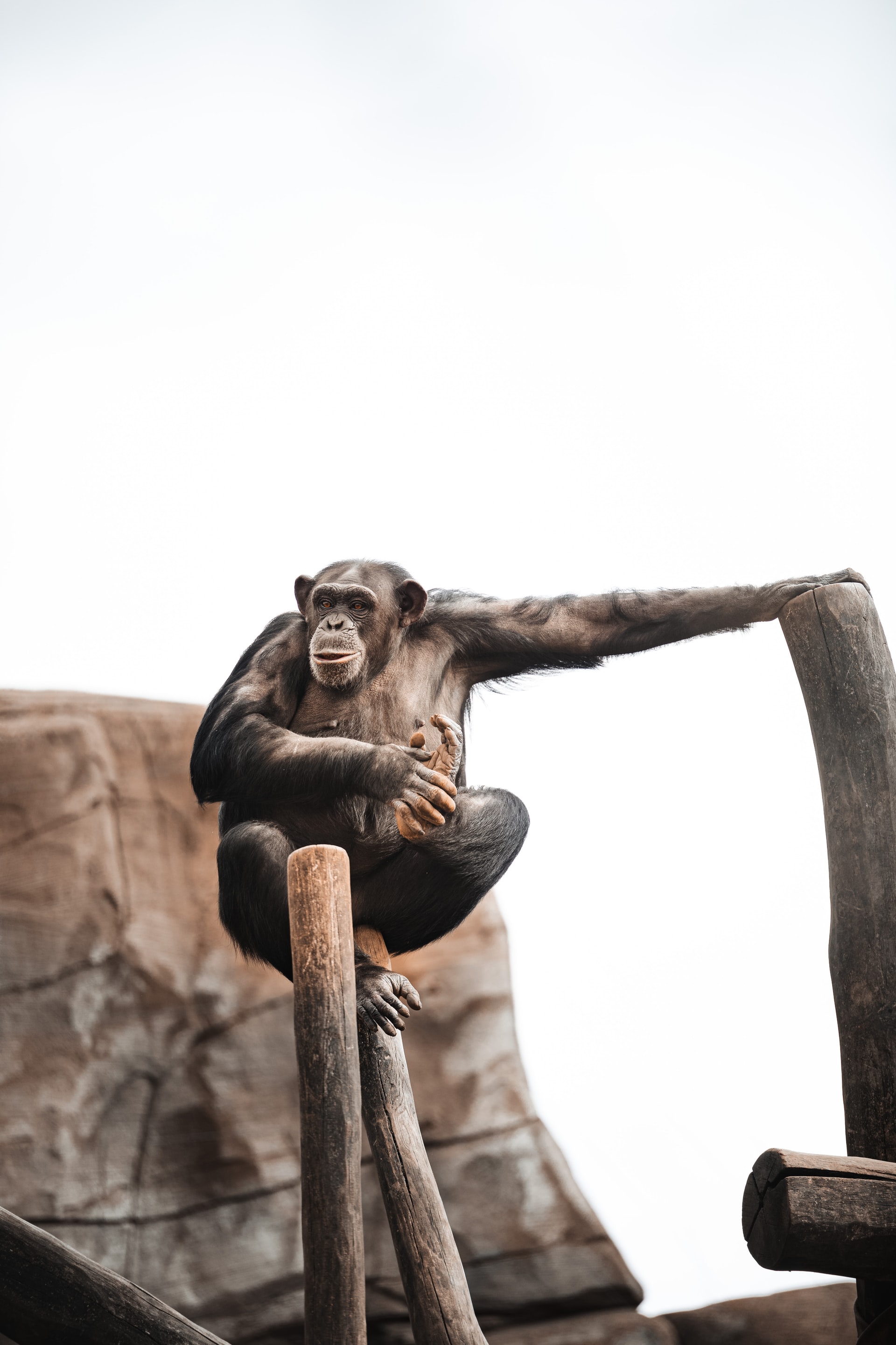 monkey on tree