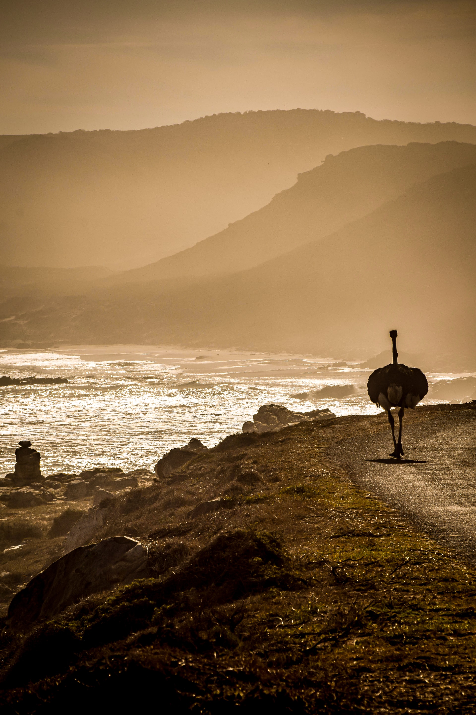 ostrich on the road