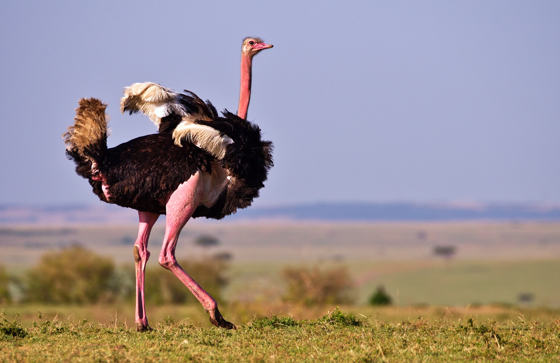 ostrich feeding