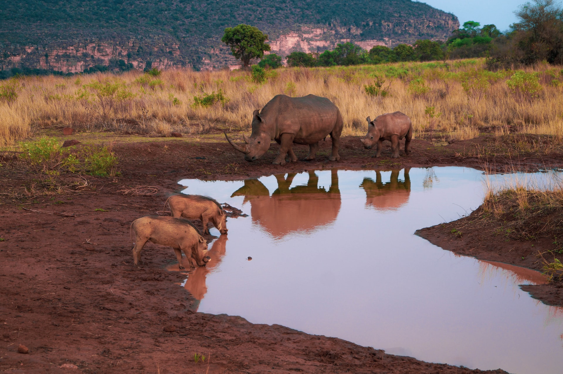 majestic rhino