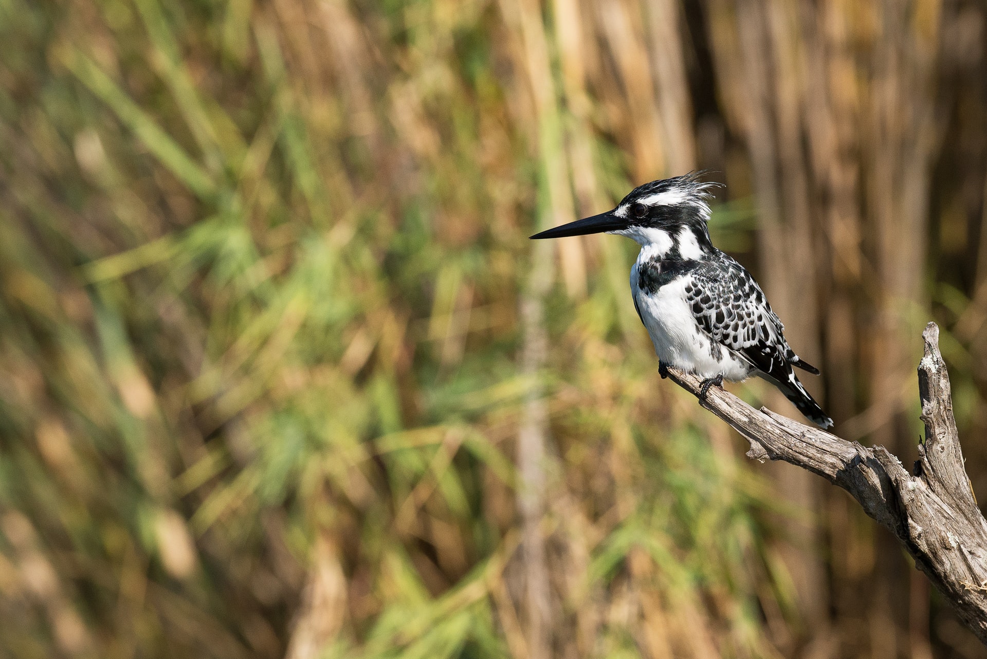 bird on tree