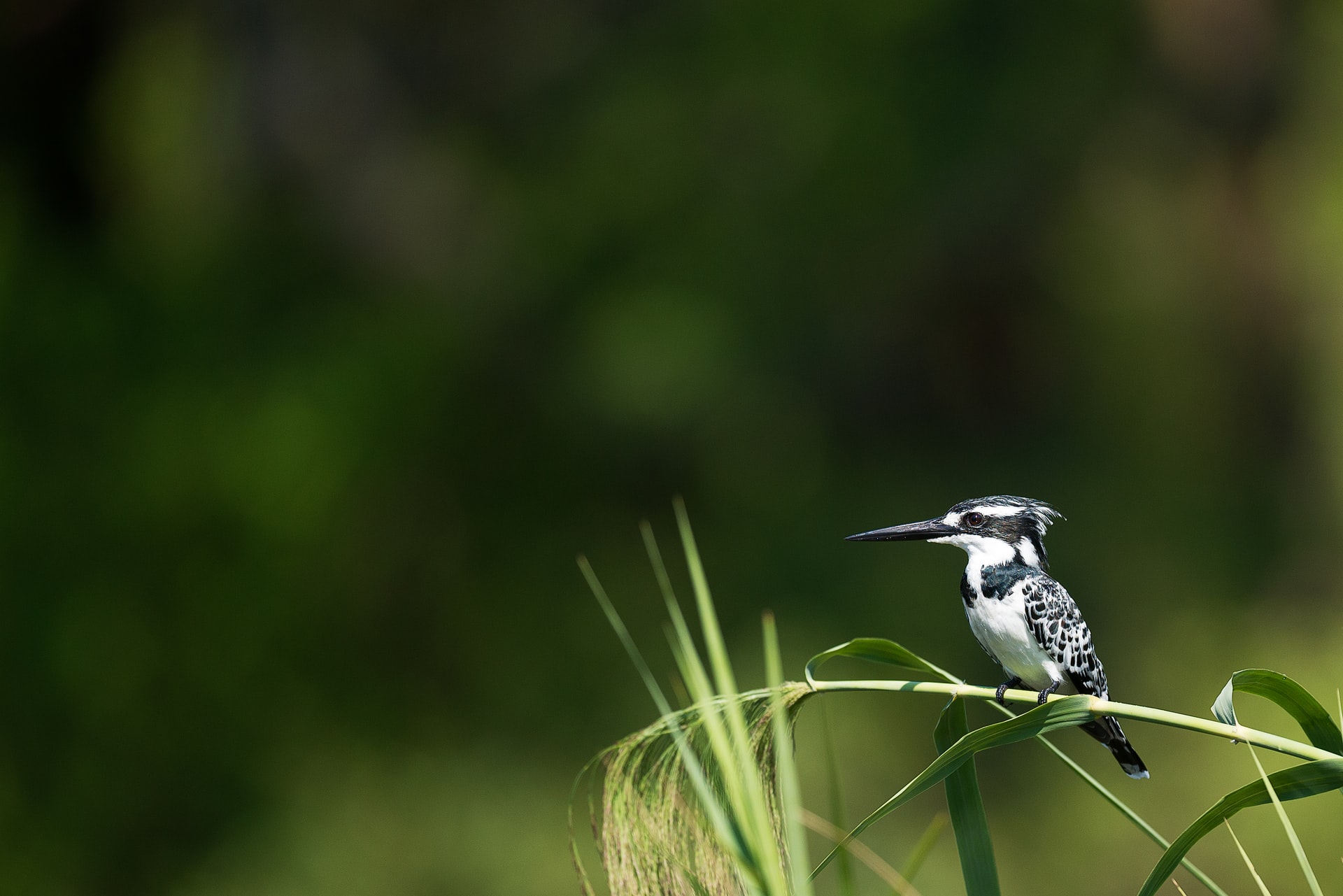 bird on tree