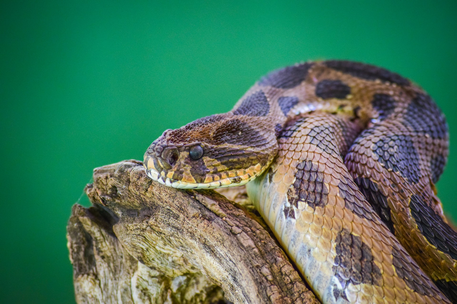 snake ready to strike