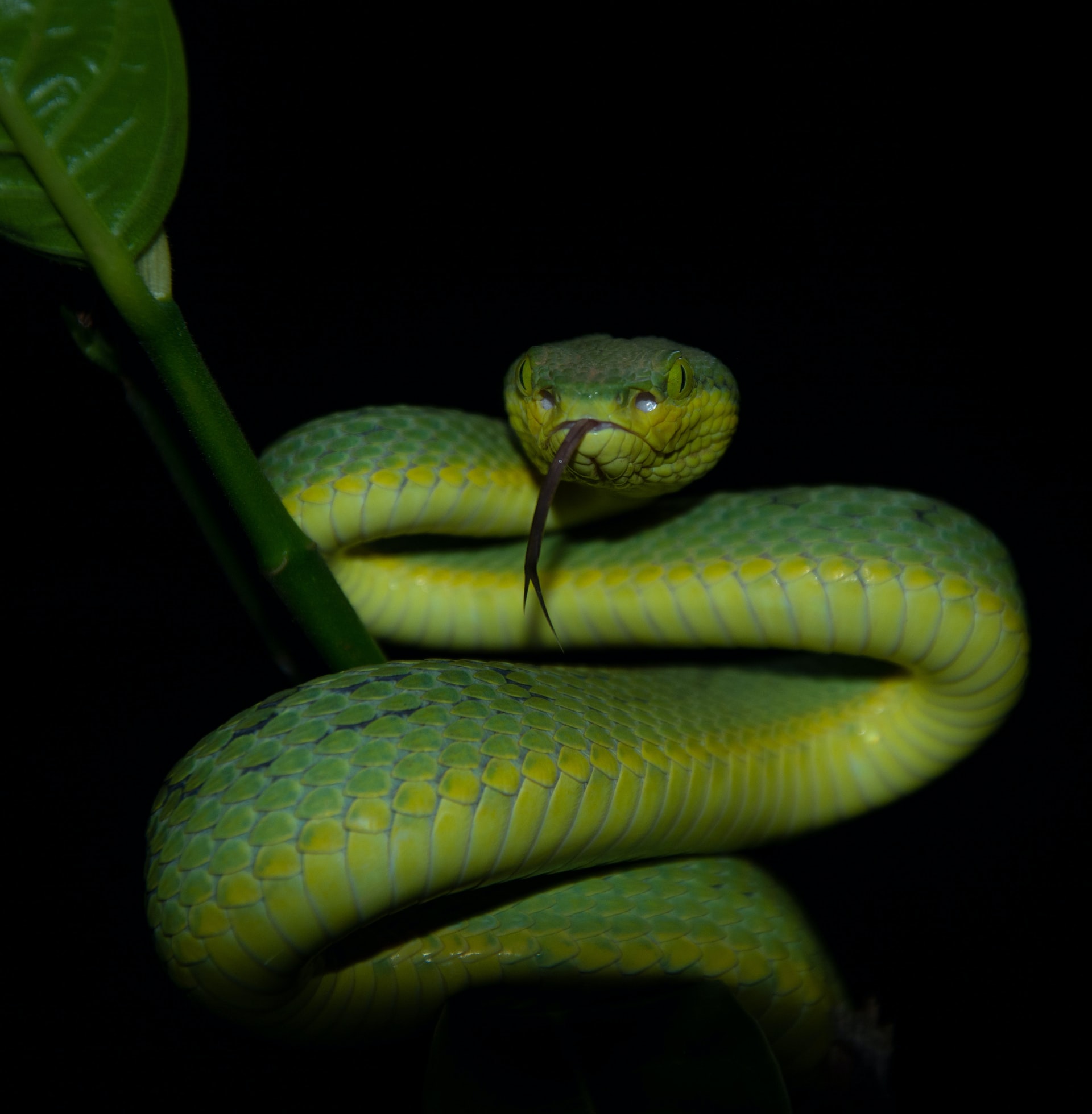 snake ready to strike