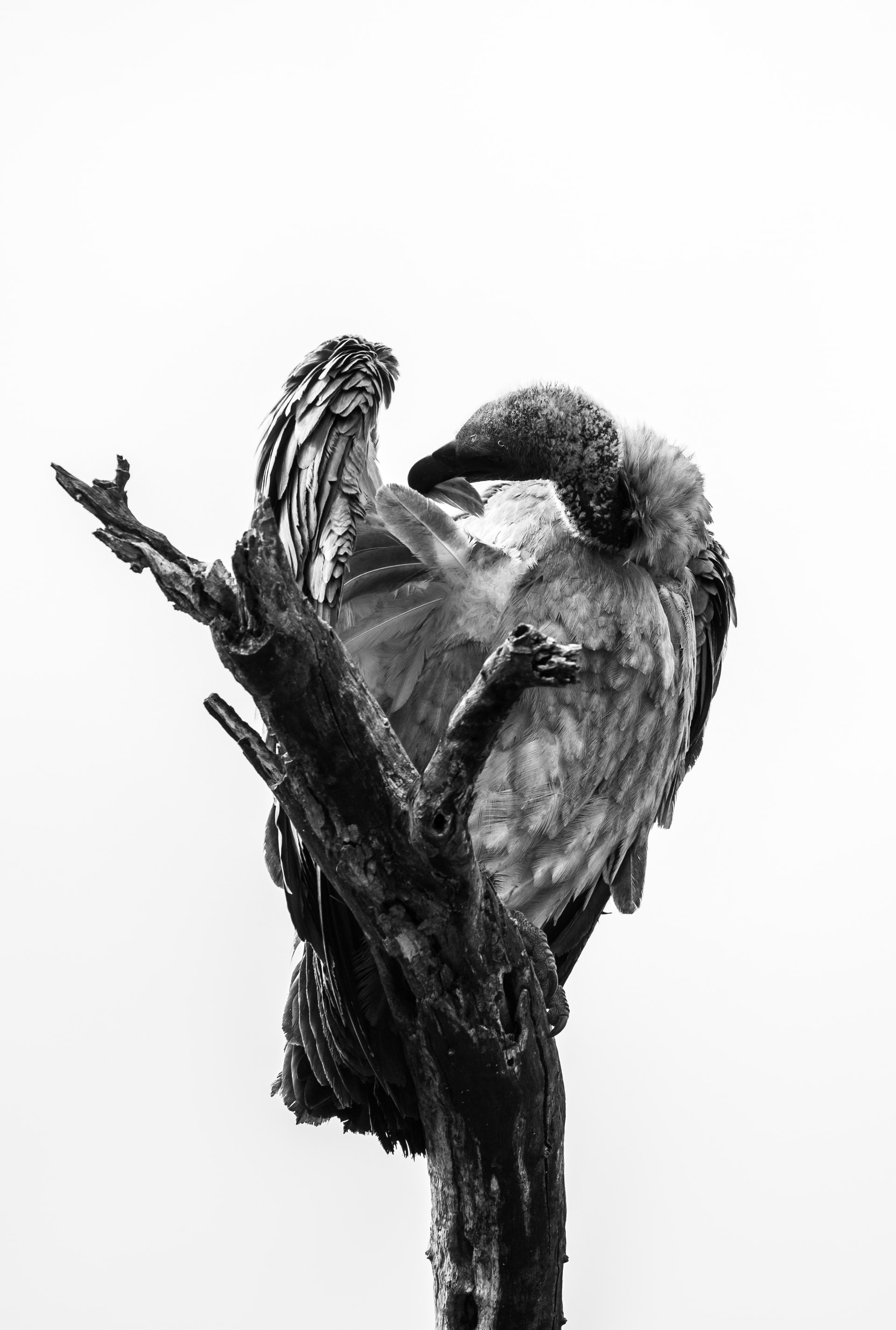 vulture on its nest
