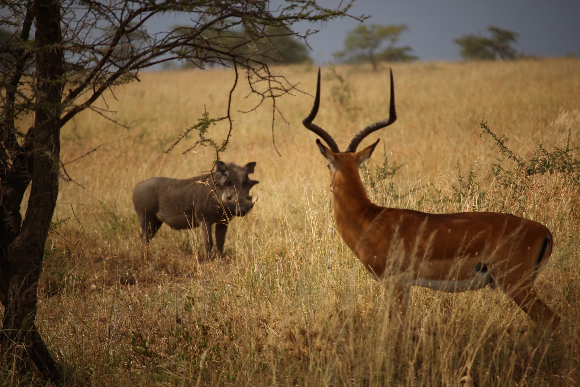 fighting antelopes
