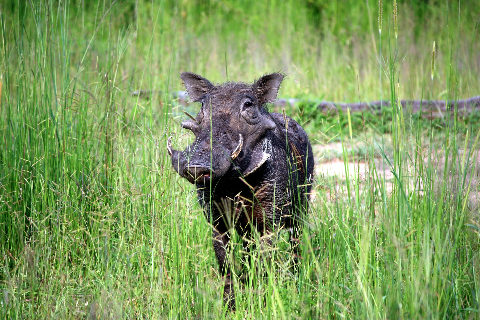 warthog grazing