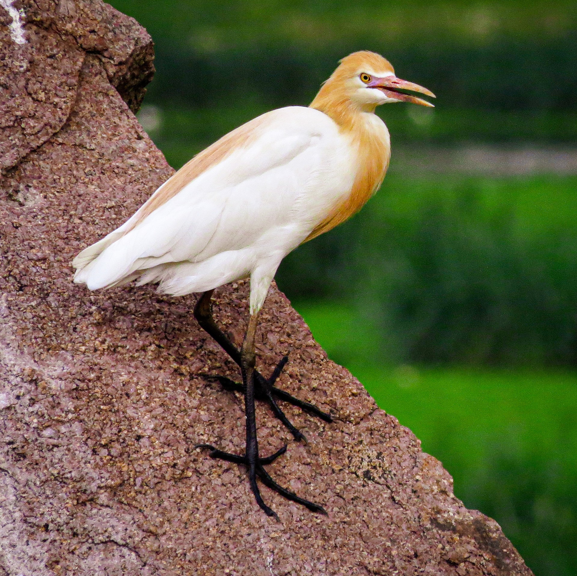 bird feeding 