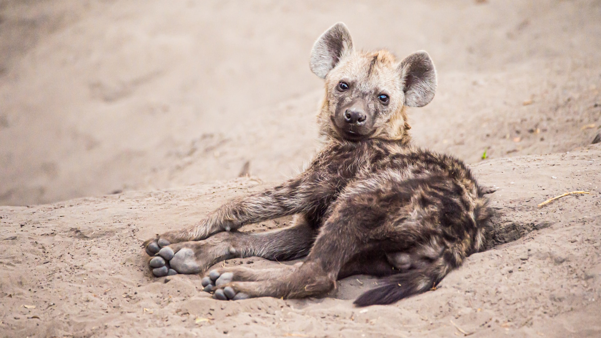 african wild dog