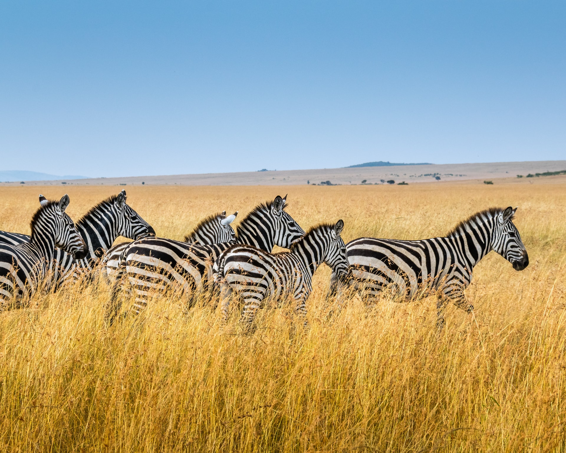  the zebra