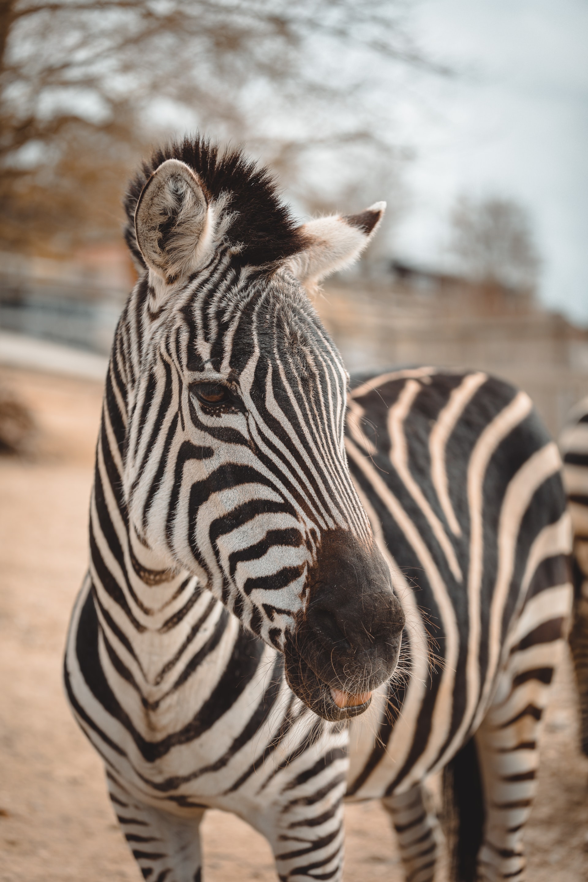zebra