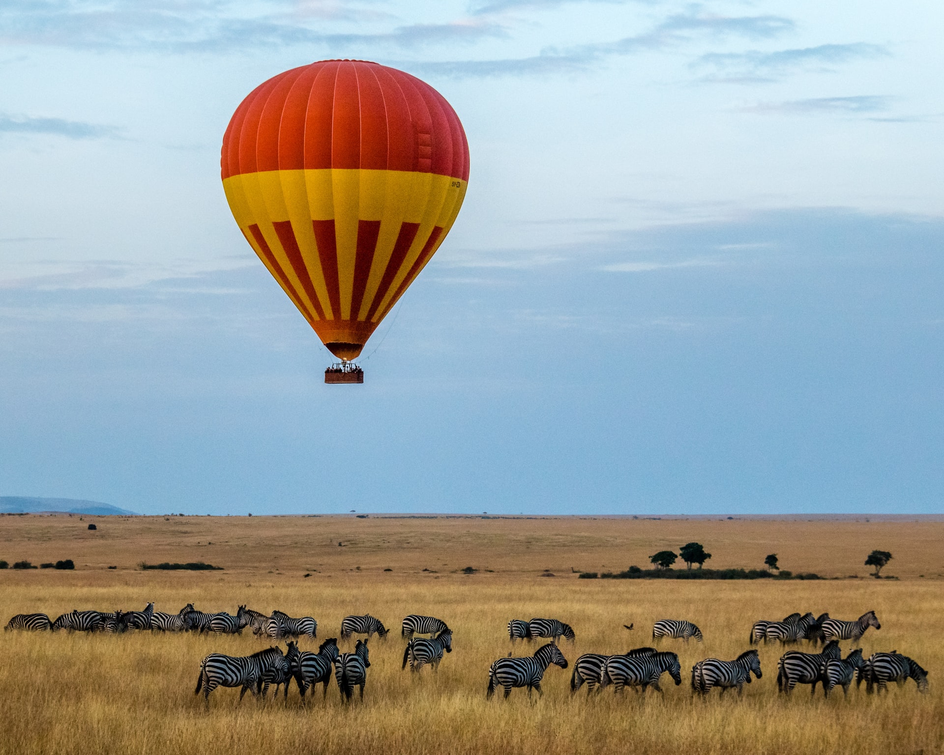 field of zebras