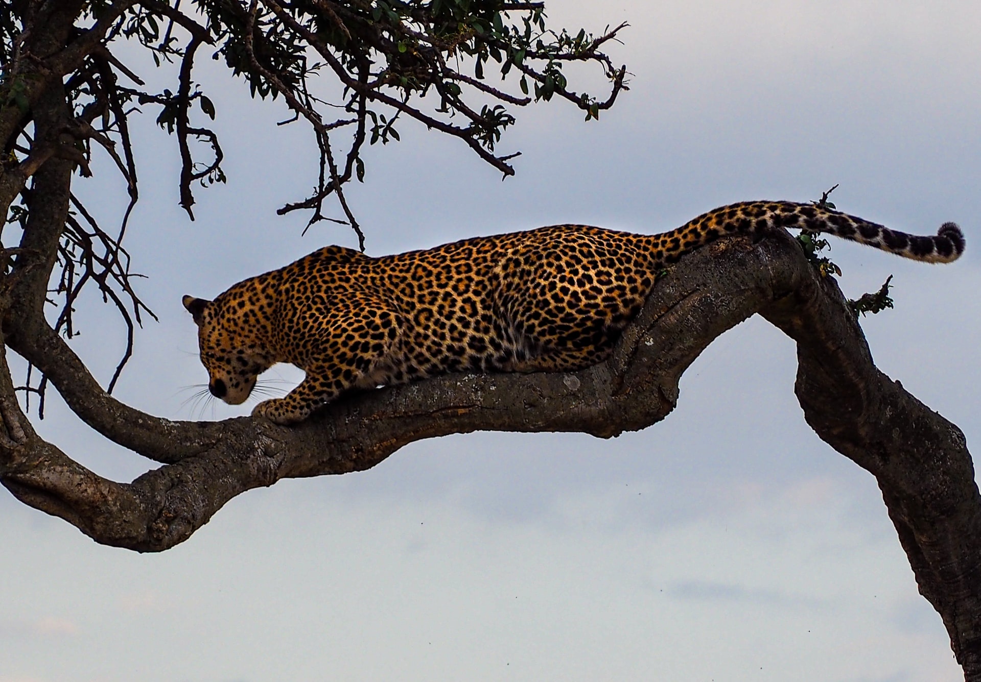 leopard on tree
