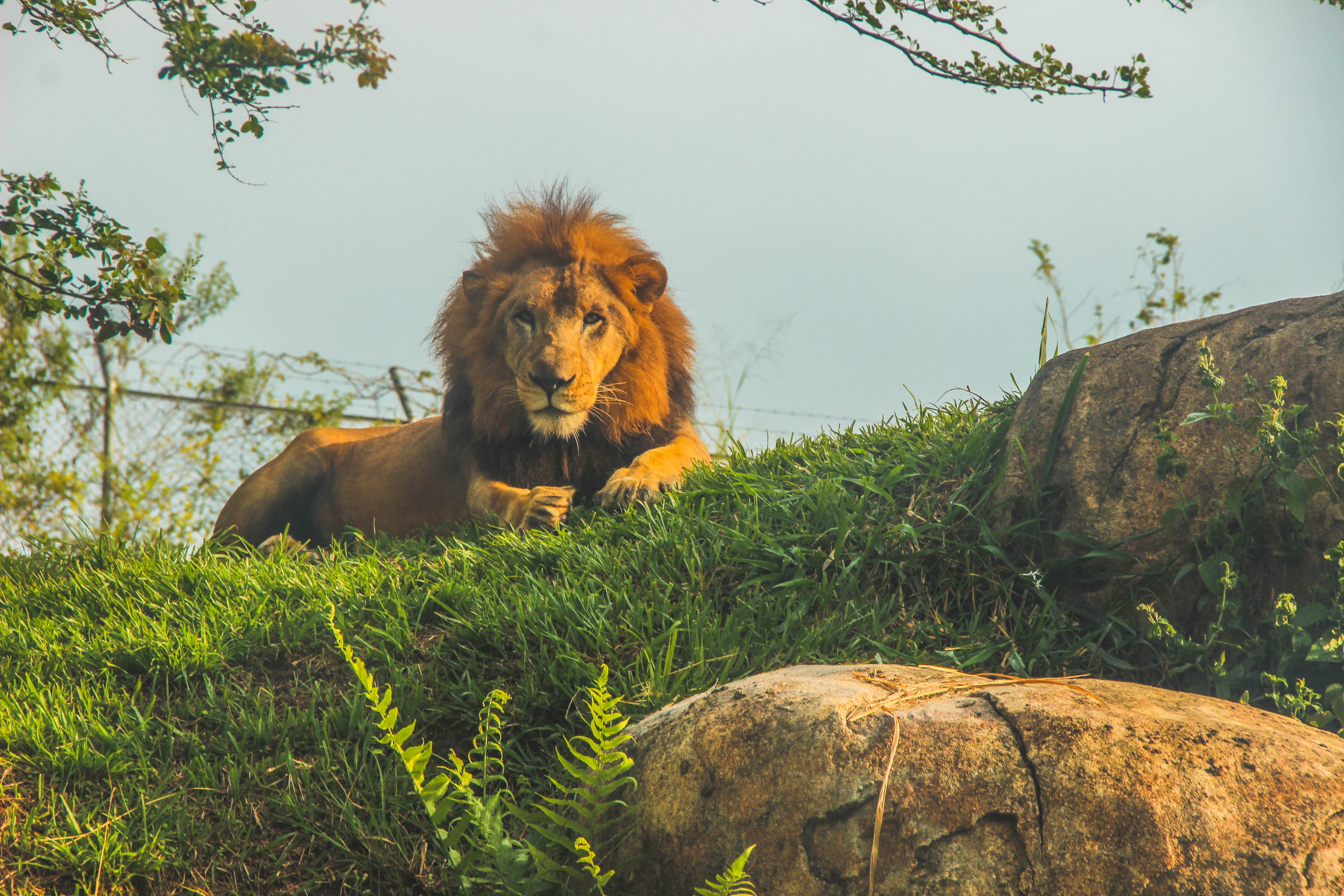 lion sitting
